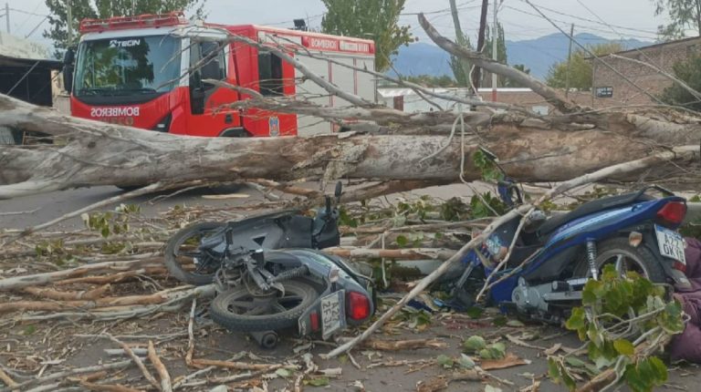 Tragedia en Mendoza: un árbol cayó por el viento Zonda y mató a un motociclista