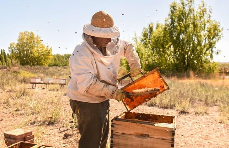Tucumán será sede del 4º Encuentro Apícola Federal